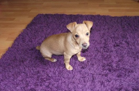 In loving memory of Nala