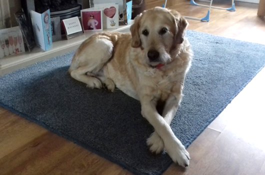 In loving memory of Henry