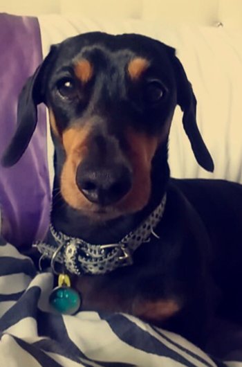 In loving memory of Freddie