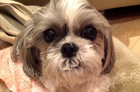 In loving memory of Daisy