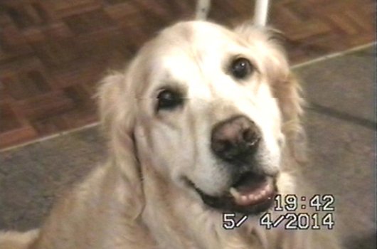 In loving memory of Alfie