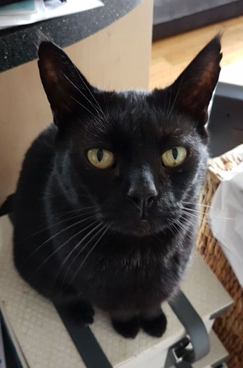 In loving memory of Tyson