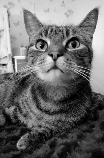 In loving memory of Charlie