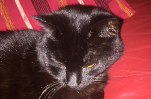 In loving memory of Jack