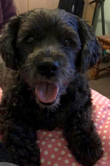 In loving memory of Tommy