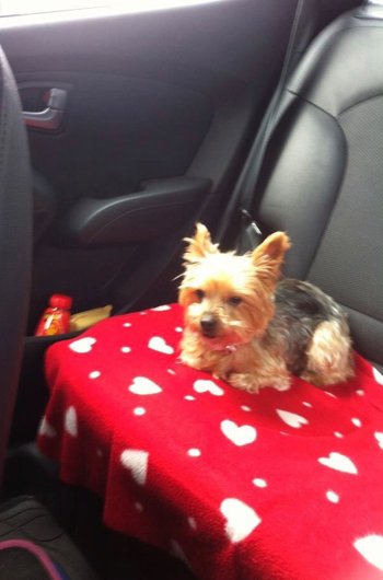 In loving memory of Tilly