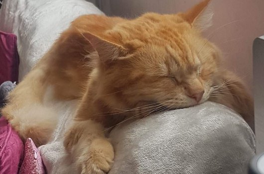 In loving memory of Tobin