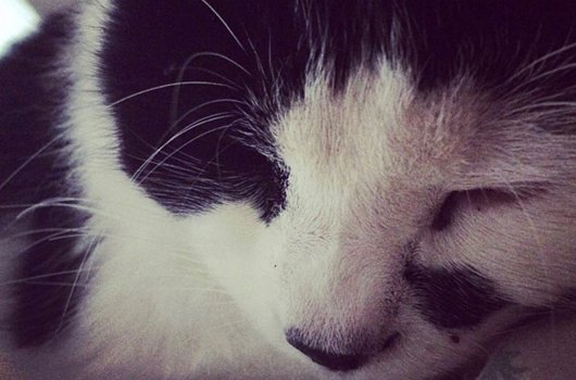 In loving memory of Dougal