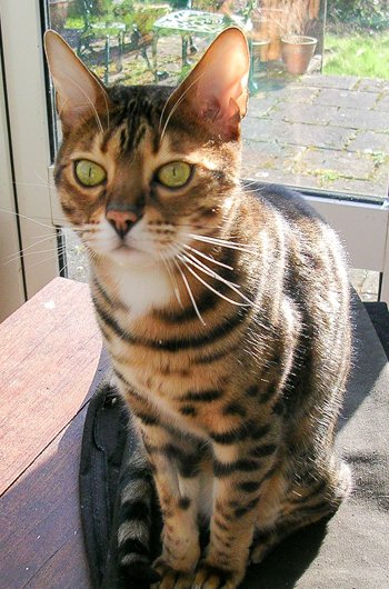 In loving memory of Benji