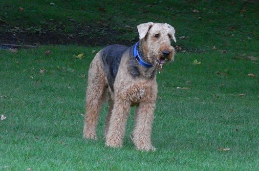 In loving memory of Rupert Bear