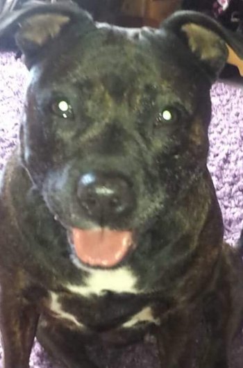 In loving memory of Sasha