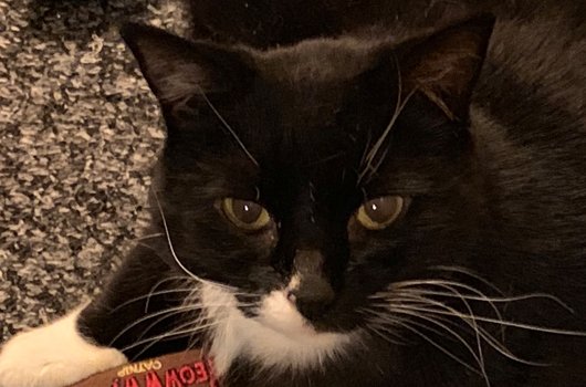 In loving memory of Jess