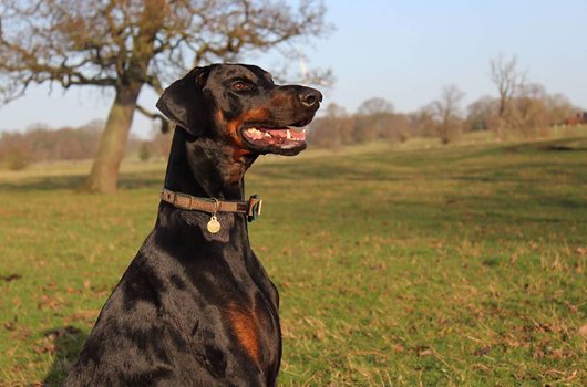 In loving memory of Kaiser