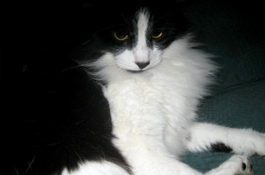 In loving memory of Topper