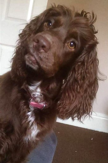 In loving memory of Stella