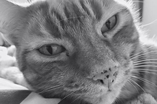 In loving memory of Roo