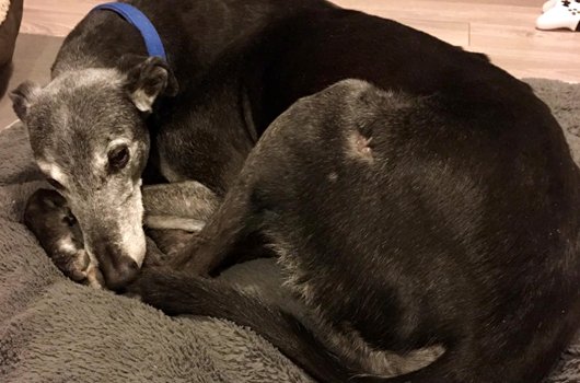 In loving memory of Alex