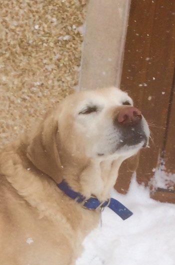 In loving memory of Spider