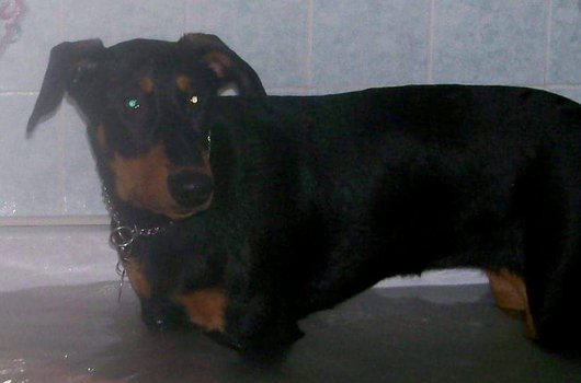 In loving memory of Zara