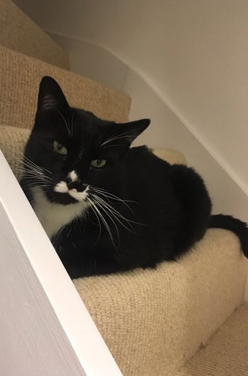 In loving memory of Sanka