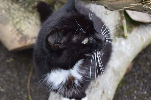 In loving memory of Mittens