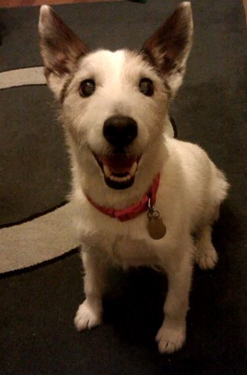 In loving memory of Jasper