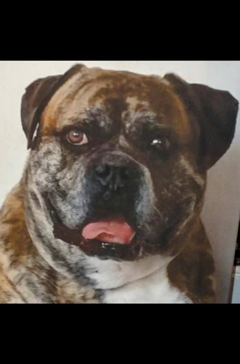 In loving memory of Zeus