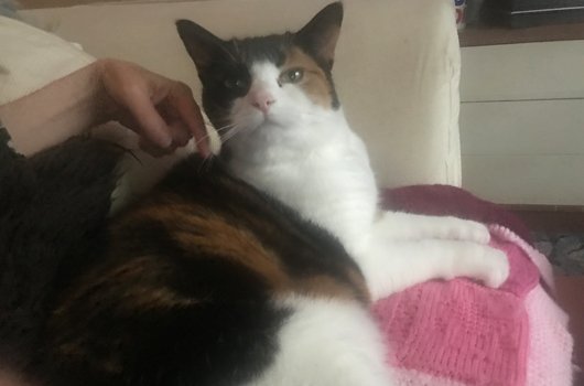 In loving memory of Brienne