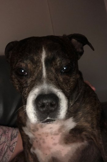 In loving memory of Daisy