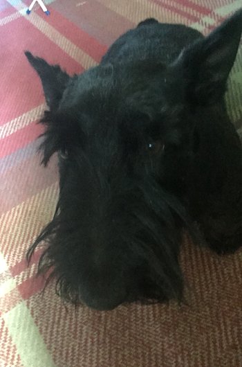 In loving memory of Freddie