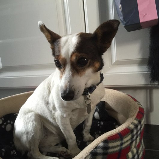 In loving memory of Kia