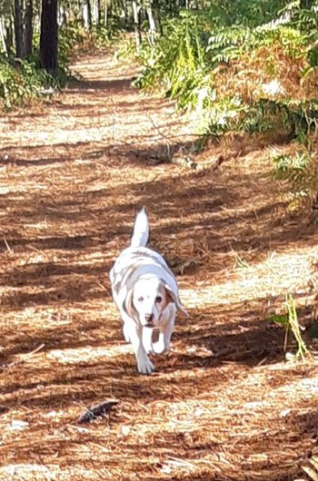 In loving memory of Poppy (Lou)