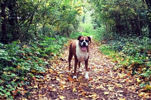 In loving memory of Olive