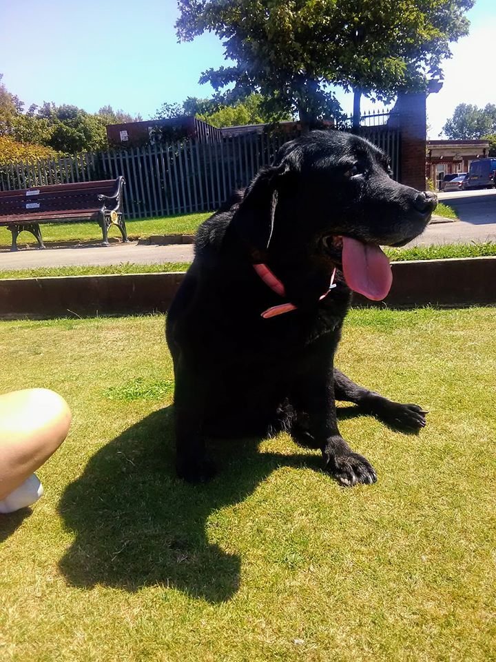 In loving memory of Tosca