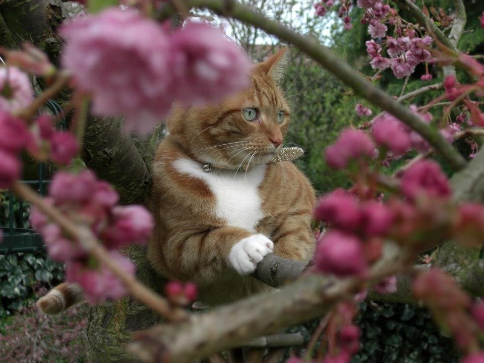 In loving memory of Dexter