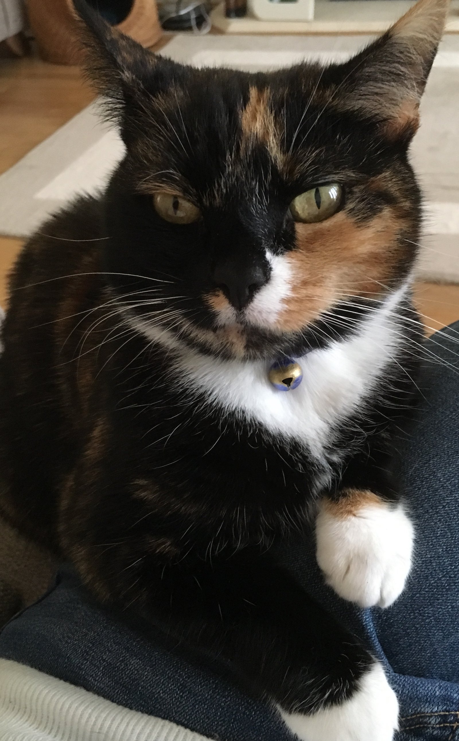 In loving memory of Toffee