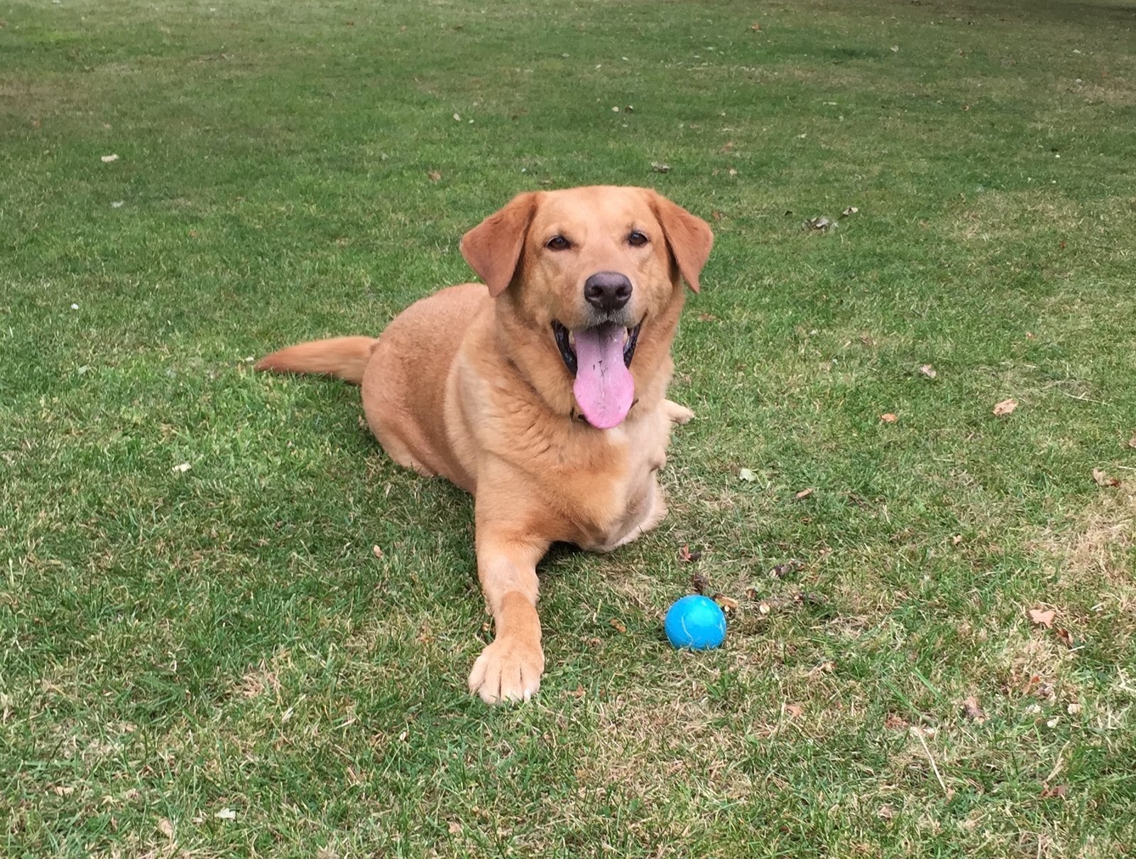 In loving memory of Grayson