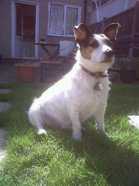 In loving memory of Marbles