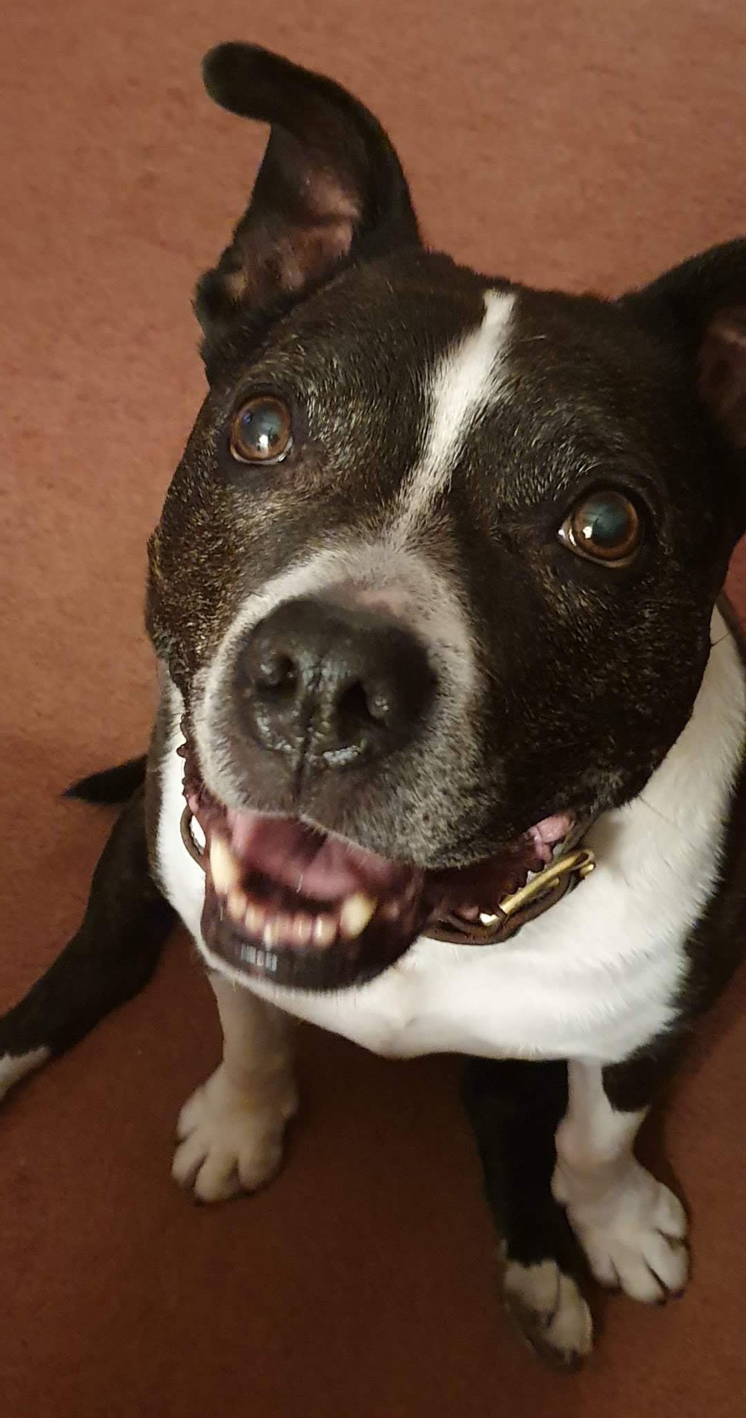 In Loving Memory of Vinnie