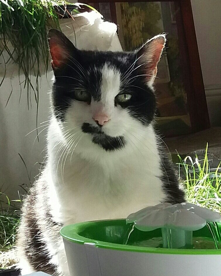 In loving memory of Ella