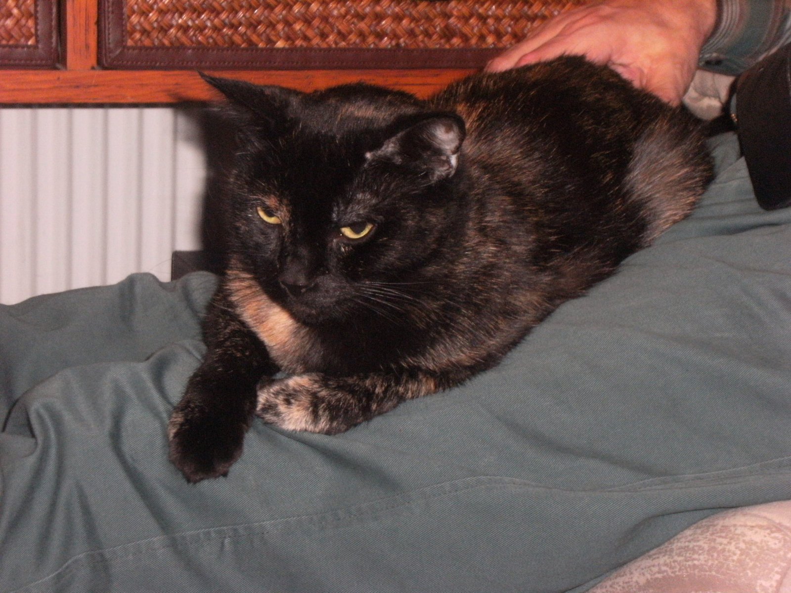 In loving memory of Juno