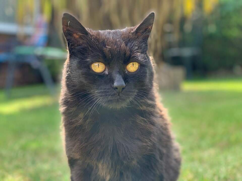 In Loving Memory of Maisie