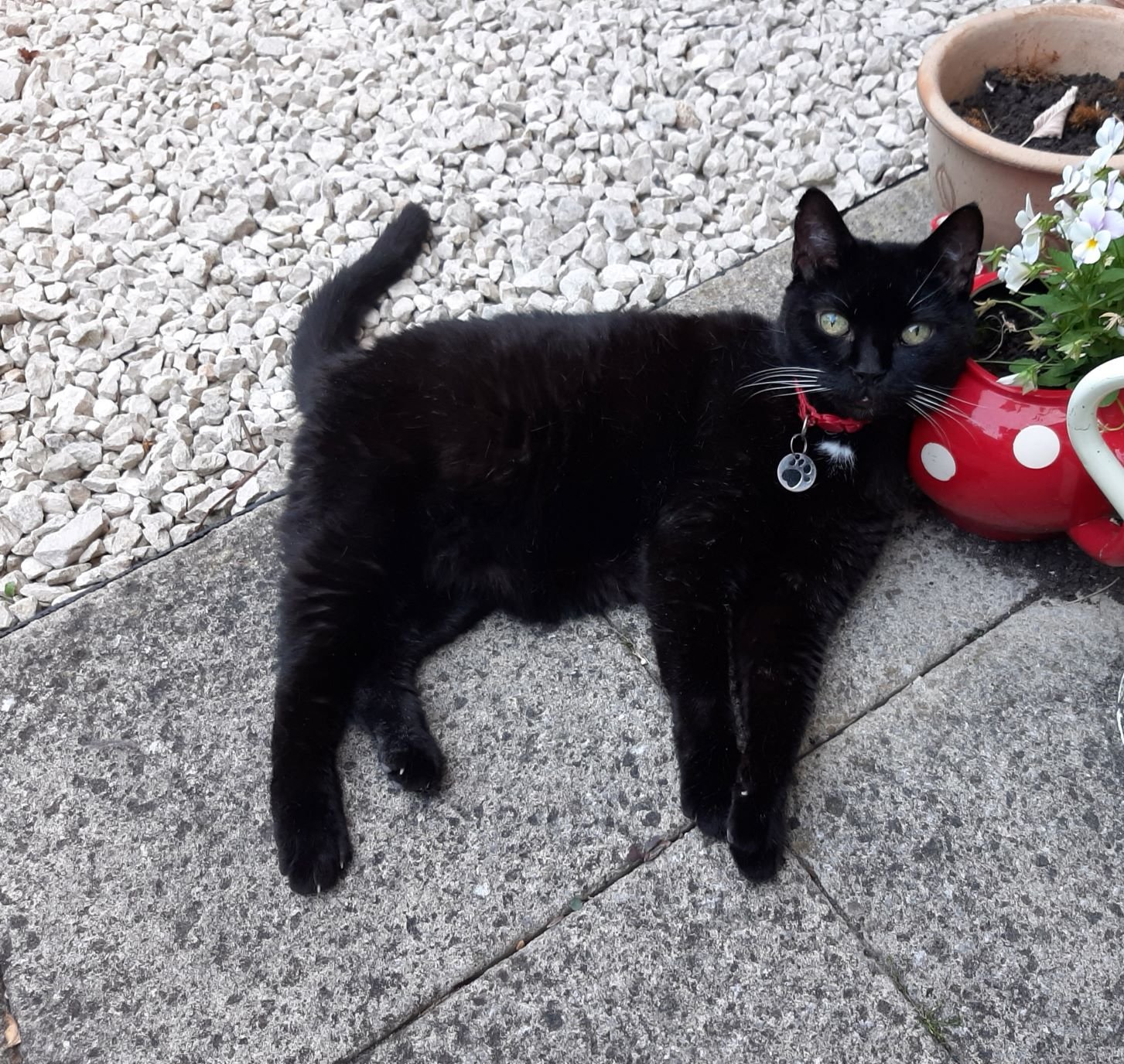 In loving memory of Gatsby