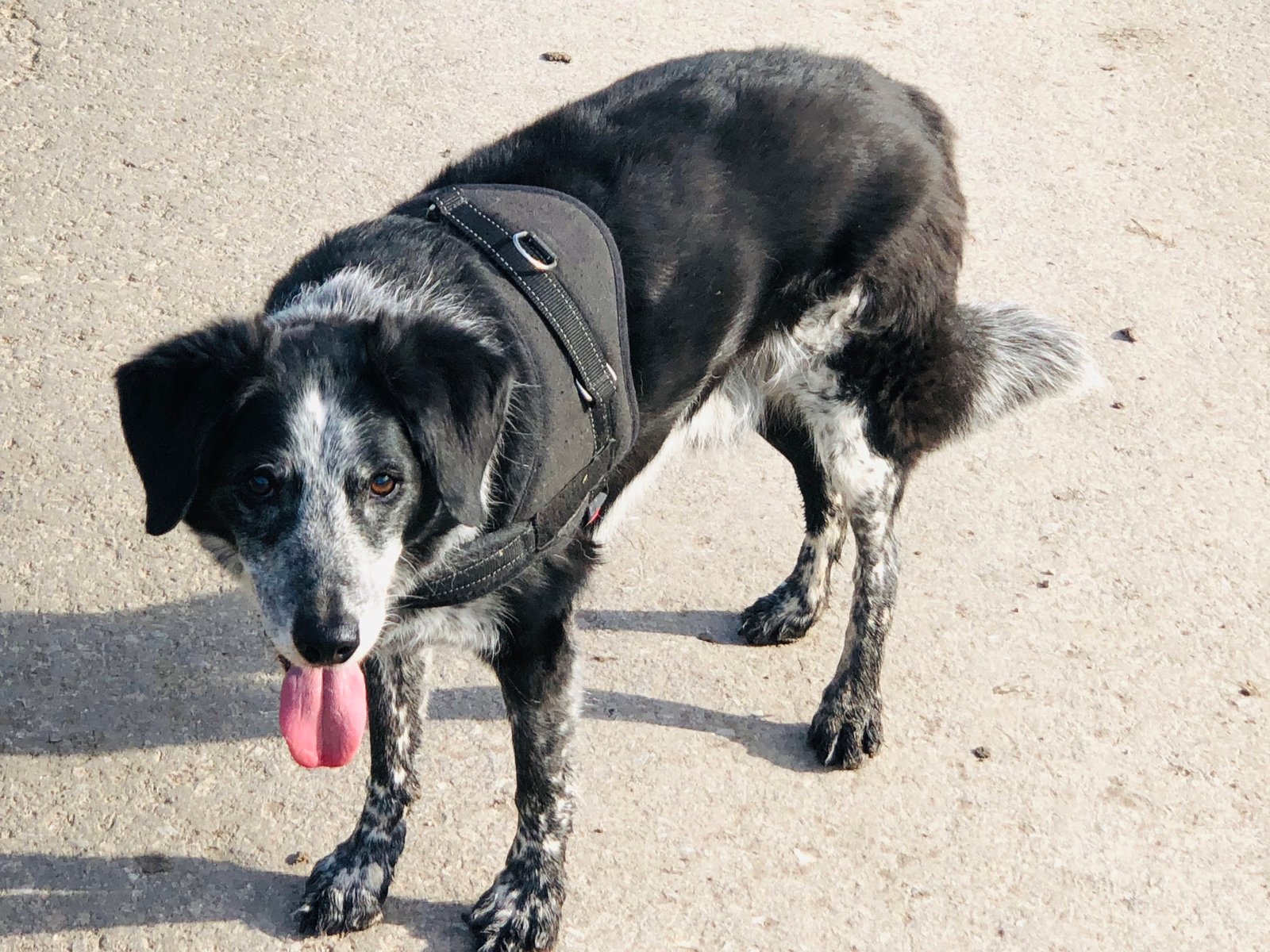 In loving memory of Toby