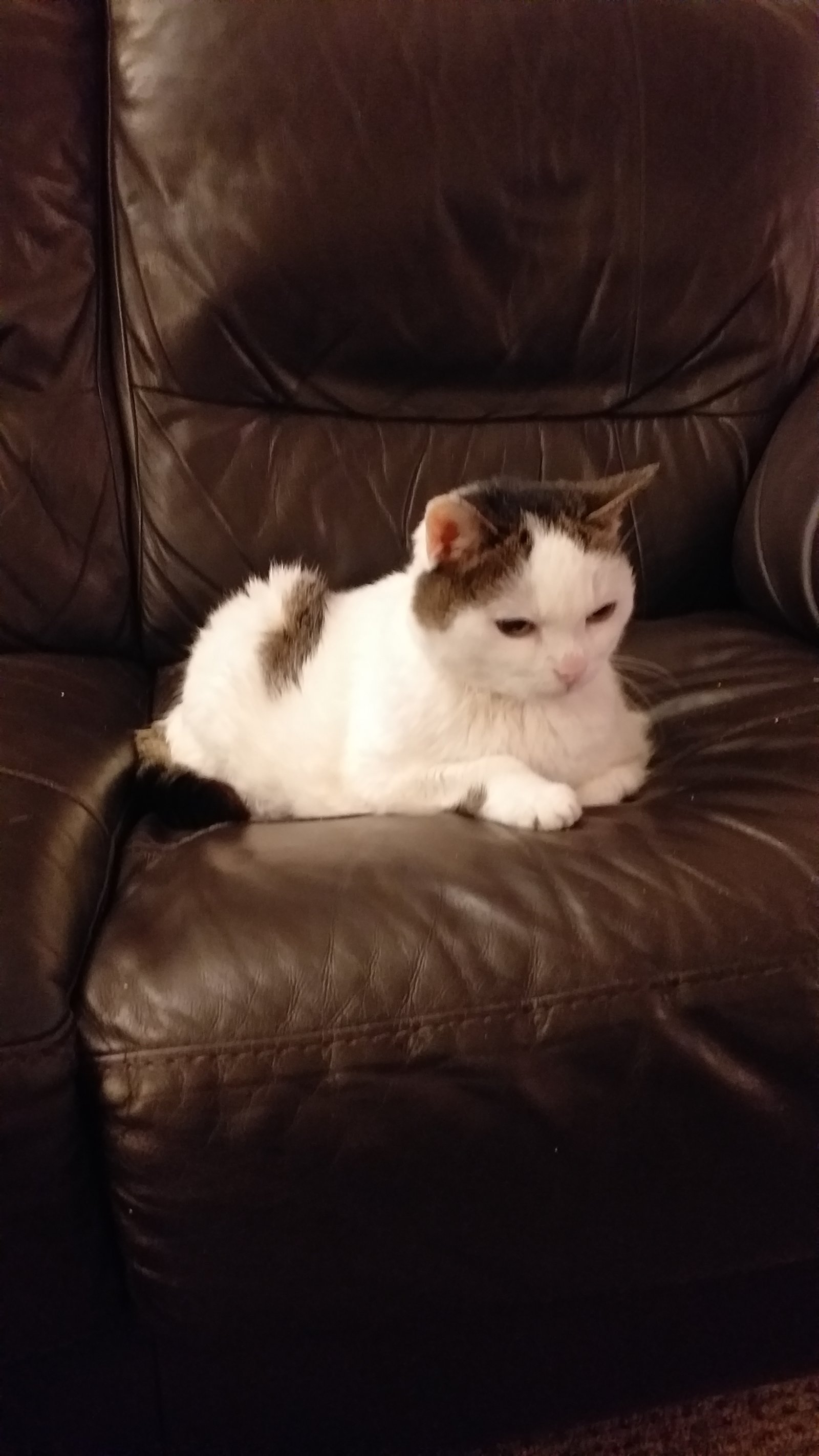 In loving memory of Lola