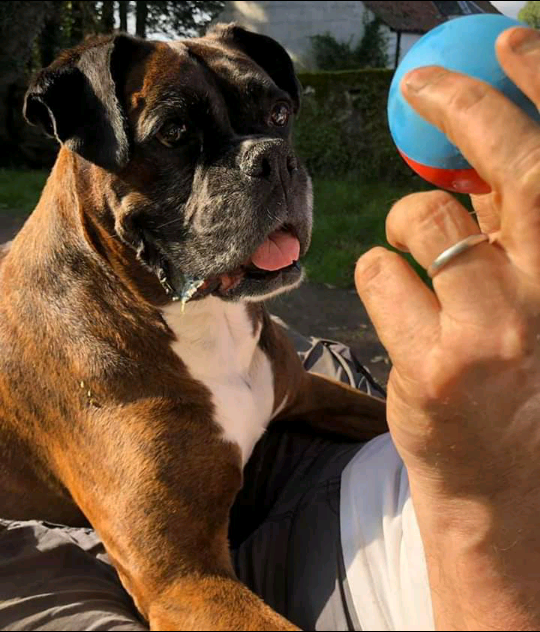 In loving memory of Bella