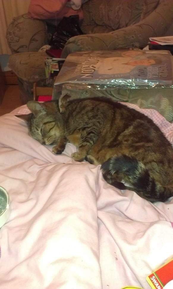 In loving memory of Holly