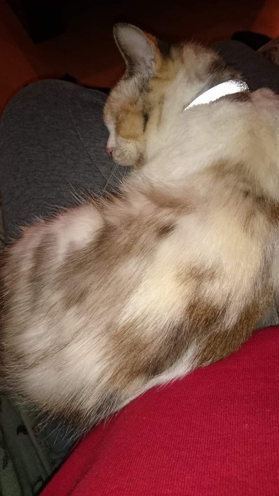 In loving memory of Snow White