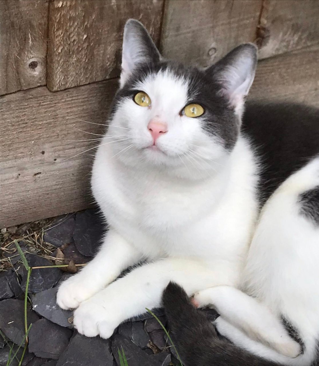 In loving memory of Oscar (Tiny)