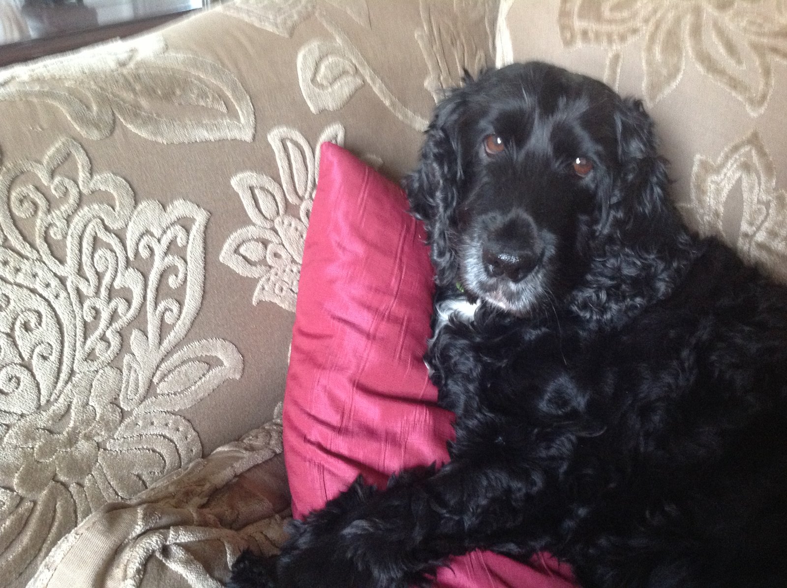 In loving memory of Jessie